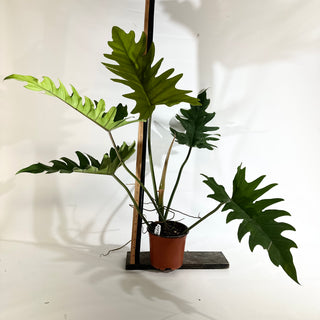 Philodendron 'Henderson's Delight' (Non-TC) [#1970]
