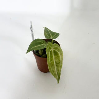 Anthurium 'Arnold Schwarzenegger' x self - Seedling [#1648]