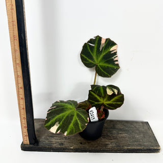 Begonia soli-mutata (variegated) [#2415]