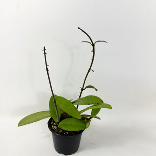 Hoya revolubilis [#1678]