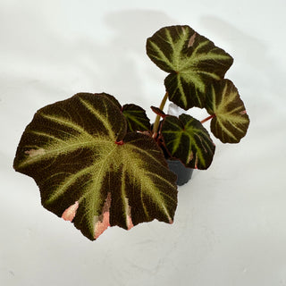 Begonia soli-mutata (variegated) [#1099]