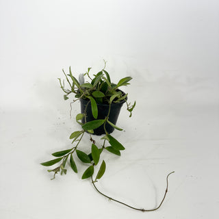 Hoya parviflora [#2369]