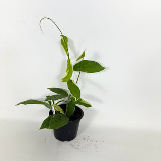 Hoya pimenteliana (outer variegated) [#2296]