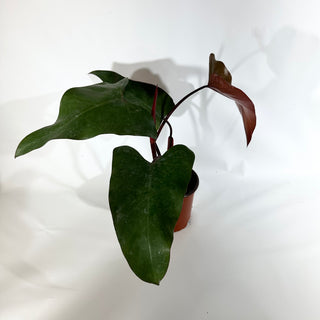 Philodendron 'Dark Lord' (Non-TC) [#1844]