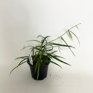 Hoya yvesrocheri [#1997]