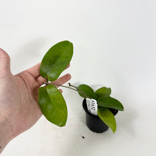 Hoya sp. Papua Skow [#1632]