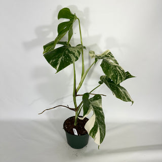Monstera deliciosa var. borsigiana albo-variegata [#1633]
