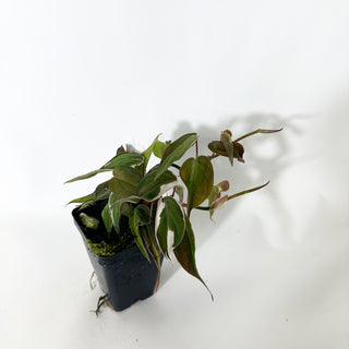 Z-4778 - Philodendron hederaceum ‘Micans Halo’