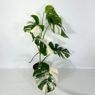 Z-4693 - Monstera deliciosa var. borsigiana albo-variegata