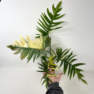 Philodendron 'Florida Beauty' x tortum [#2435]