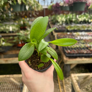 Ledebouria pauciflora