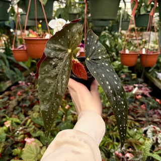 Begonia 'Elsa'