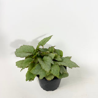 Begonia 'Pollux' [#2145]