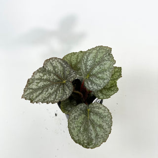 Begonia 'Almost Home' [#2136]