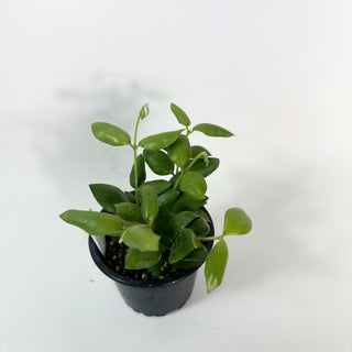 Hoya aeschynanthoides [#2423]