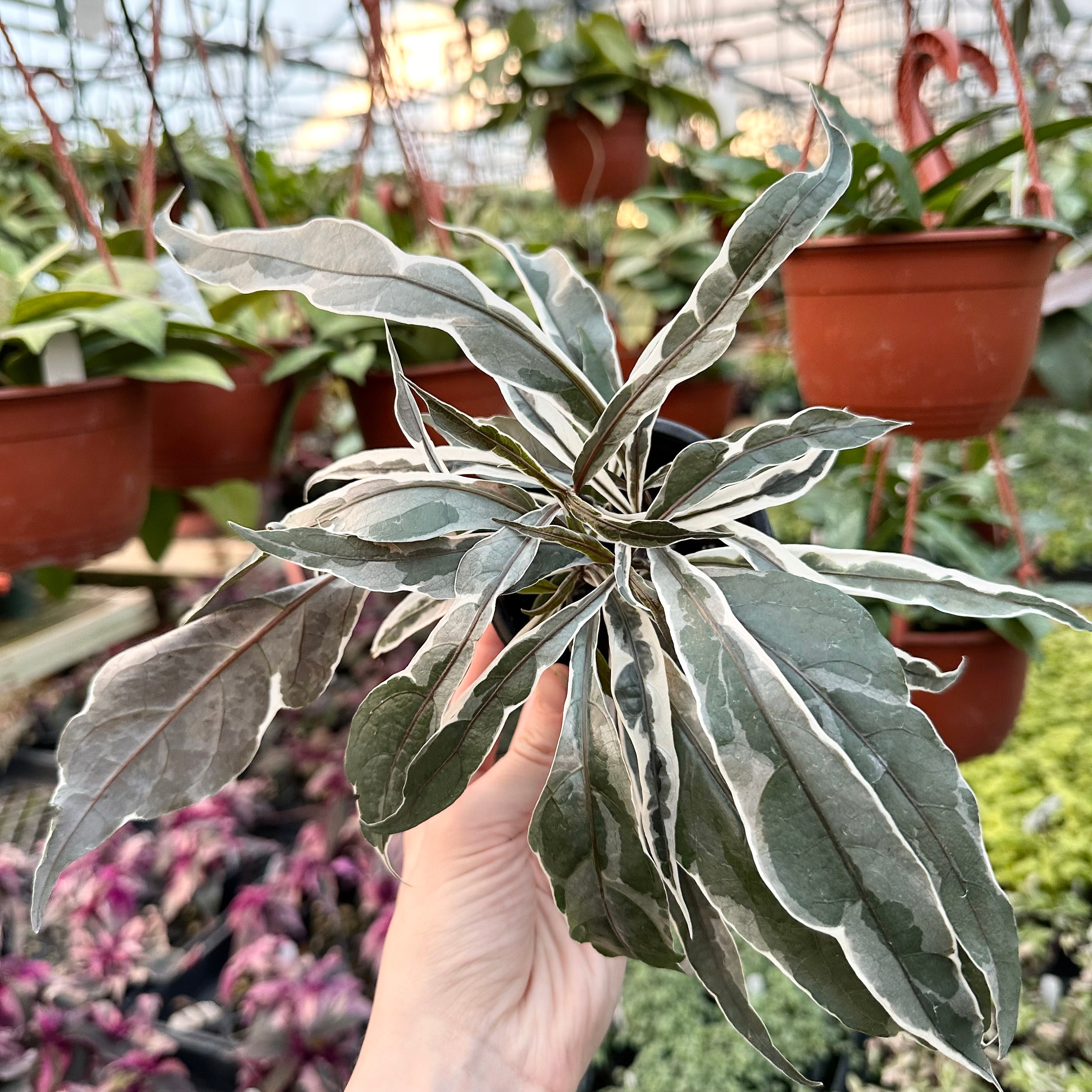 steel house plant Pseuderanthemum 'Stainless Steel'