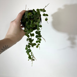 Hoya sp. aff. serpens [#2135]