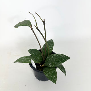 Hoya rundumensis (splash) [#2327]