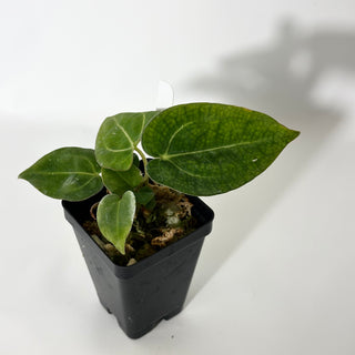 Anthurium carlablackiae x 'Arnold Schwarzenegger' - 2 Seedlings [#1716]