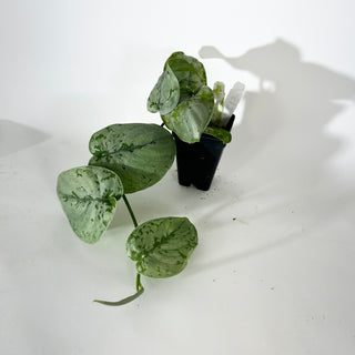 Z-5122 - Scindapsus sp. Lahat