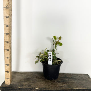 Hoya bakoensis (outer-variegated) [#2352]