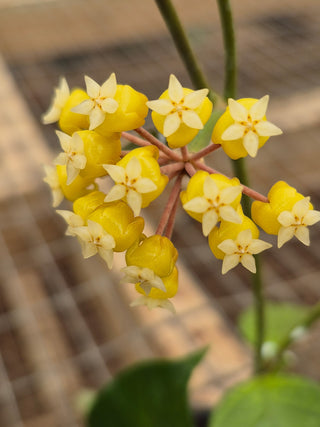 Hoya sp. UT 038 'Flores Island'