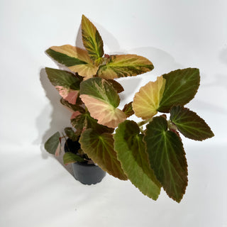 Begonia ‘Withlacoochee’ (Variegated) [#1878]