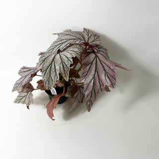 Begonia 'Lamoon' [#2015]