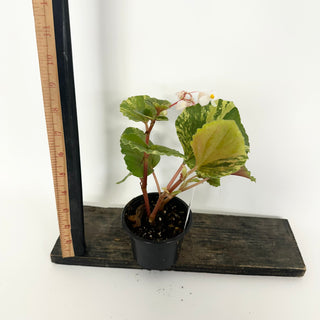 Z-5164 - Begonia cucullata (variegated)
