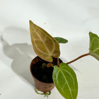 Anthurium magnificum/crystallinum x 'Prince of Darkness' - Seedling [#1900]