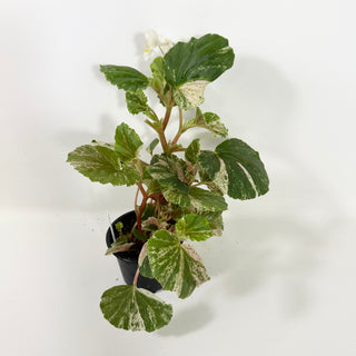 Begonia cucullata (variegated) "Pink Mint" [#2094]