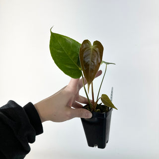 Anthurium moodeanum/veitchii x self [#2247]