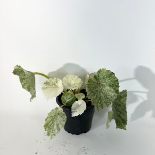Z-5306 - Begonia conchifolia var. rubrimacula variegata