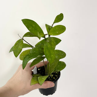 Hoya elmeri (splash) [#2115]