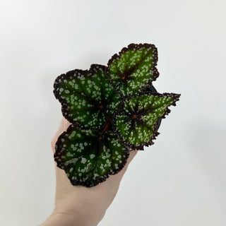 Begonia 'Fairytale' [#2104]