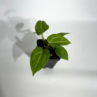 Anthurium magnificum/‘Silver Blush' x 'Arnold Schwarzenegger' [#1789]