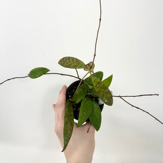 Hoya honglenae [#1682]