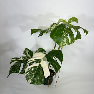 Monstera deliciosa var. borsigiana albo-variegata [#1232]