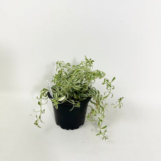 Sedum lineare 'Variegatum'