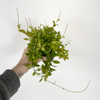 Hoya microdwarf (NS 12-323) [#2281]