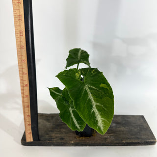 Z-5055 - Syngonium wendlandii ‘Scrambled Eggs’