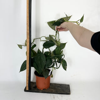 Philodendron 'Burle Marx Fantasy' - 5.5" Pot (XL) [#2096]