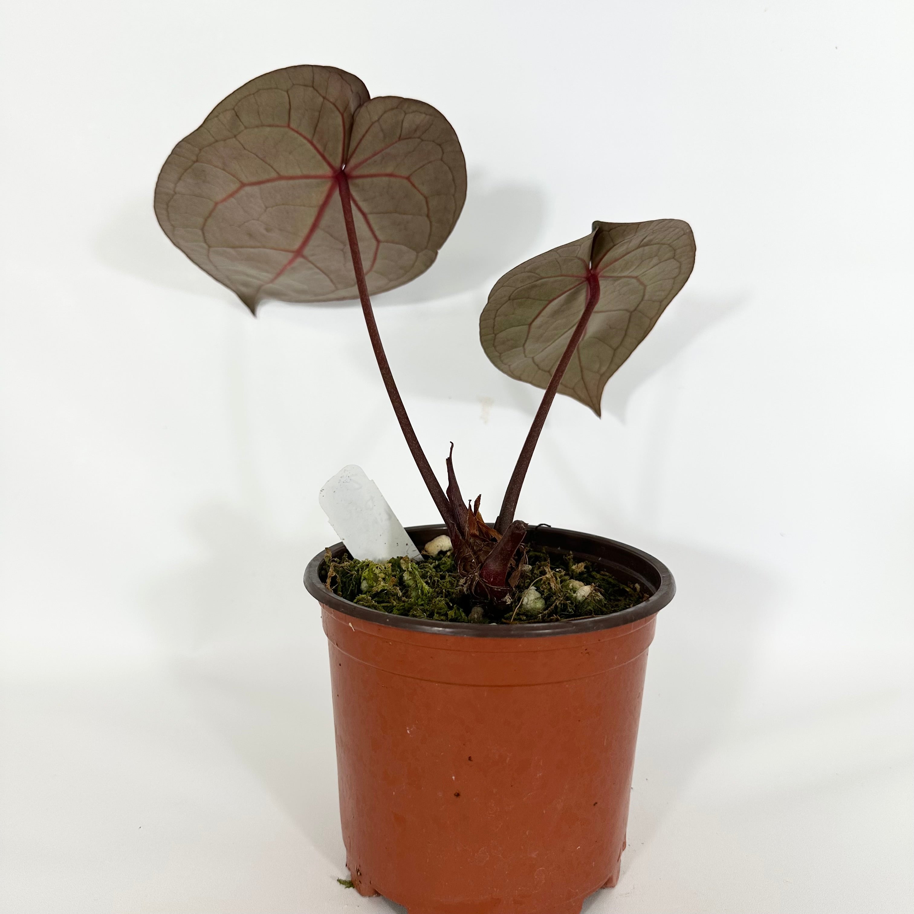 Anthurium 'Zara'/'Michele' x 'Doc Block Lineage' [#1346