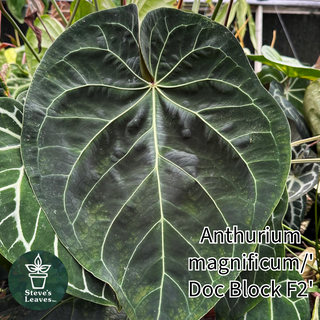 Anthurium magnificum/'Doc Block F2' x self - Seed Pack