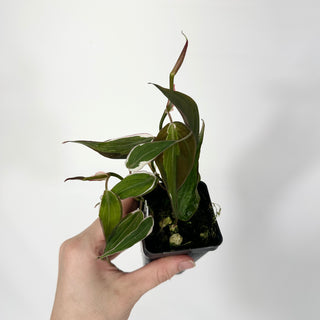 Z-4688 - Philodendron hederaceum ‘Micans Halo’