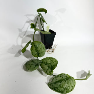 Z-4991 - Scindapsus sp. Lahat