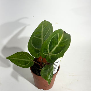 Z-5020 - Anthurium 'Tezula Dreamweaver'/dorayaki x 'Chuck Norris' - Seedling