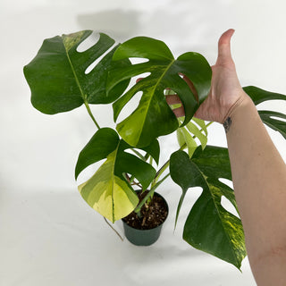 Monstera deliciosa 'Marmorata' - 2 Plants [#1642]
