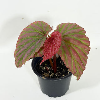 Begonia "Crazy Pink" [#2096]