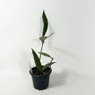 Hoya finlaysonii (Black) [#1872]